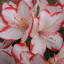 Azalea 'Sachsenstern'